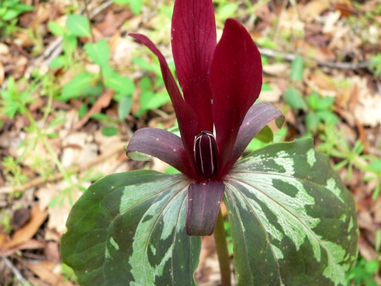 {Trillium maculatum}